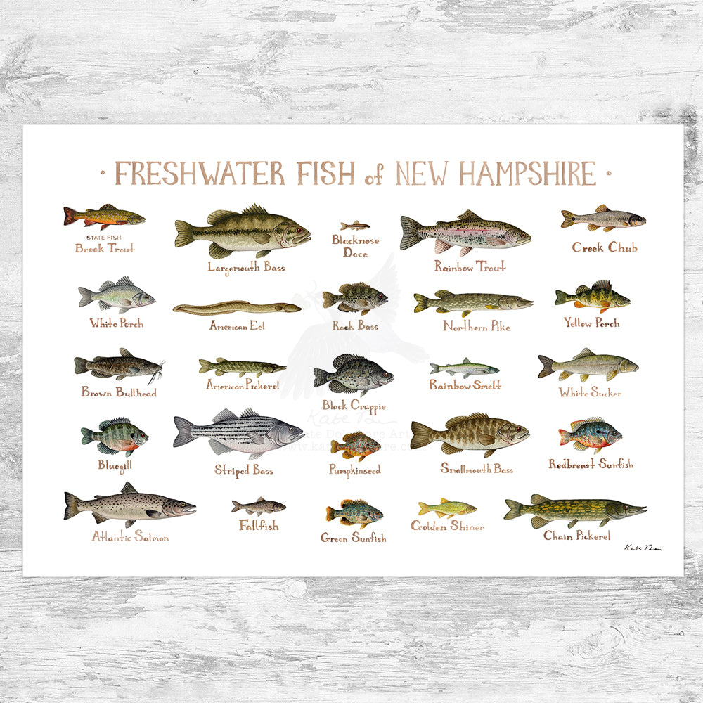 New Hampshire Freshwater Fish Field Guide Art Print – Kate