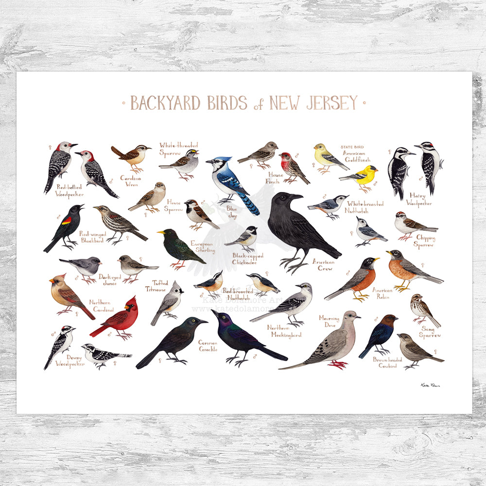 New Jersey Backyard Birds Field Guide Art Print – Kate Dolamore Art
