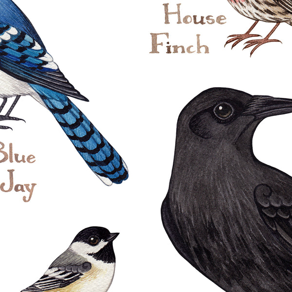 New Jersey Backyard Birds Field Guide Art Print