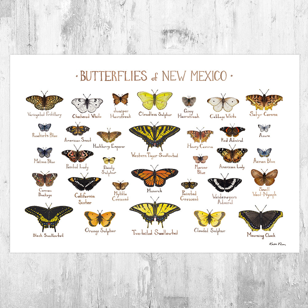 New Mexico Butterflies Field Guide Art Print