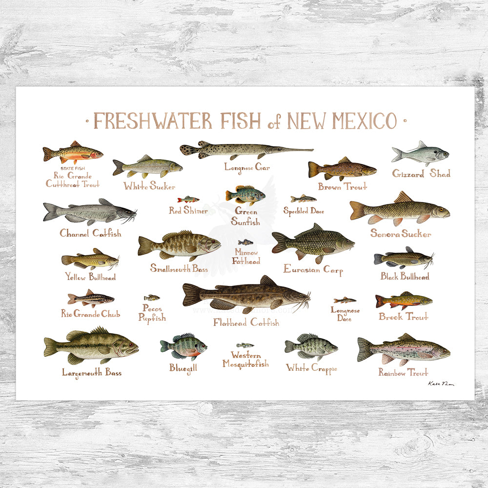 Fish New Num Native Fish Gulf Of Mexico Offshore Fishing In The Gulf Of Mexico