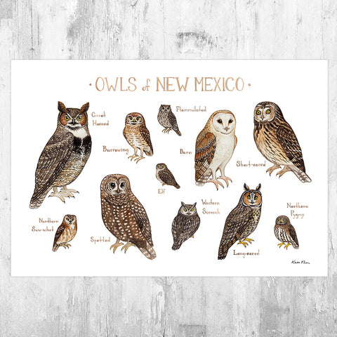 New Mexico Owls Field Guide Art Print