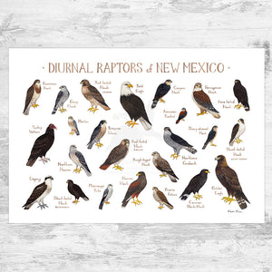 New Mexico Diurnal Raptors Field Guide Art Print