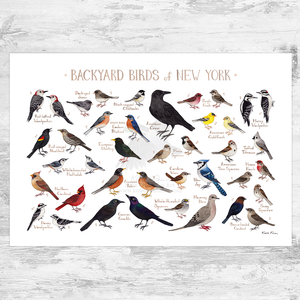 New York Backyard Birds Field Guide Art Print
