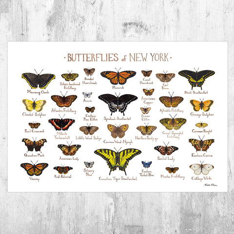 New York Butterflies Field Guide Art Print