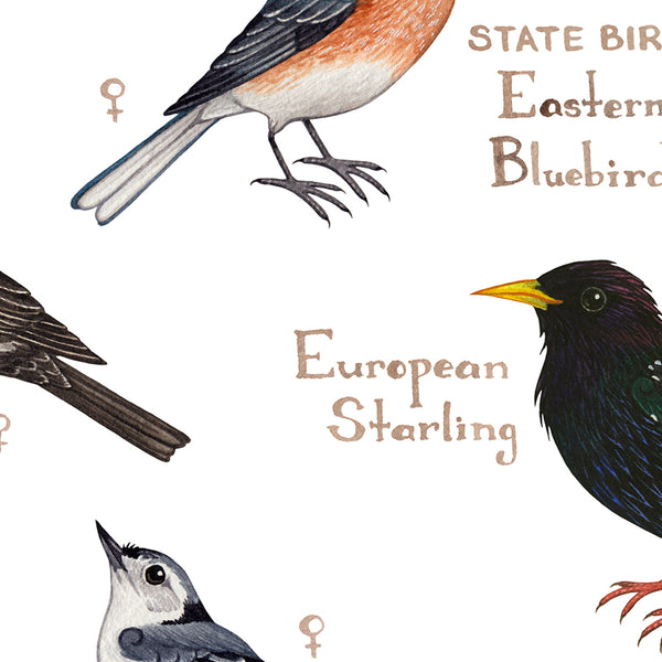 New York Backyard Birds Field Guide Art Print