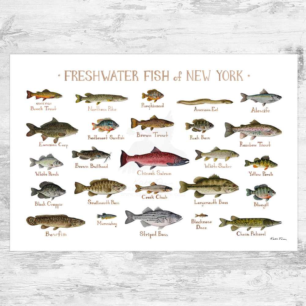 New York Freshwater Fish Field Guide Art Print – Kate Dolamore Art