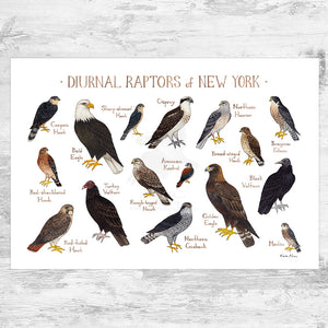 New York Diurnal Raptors Field Guide Art Print