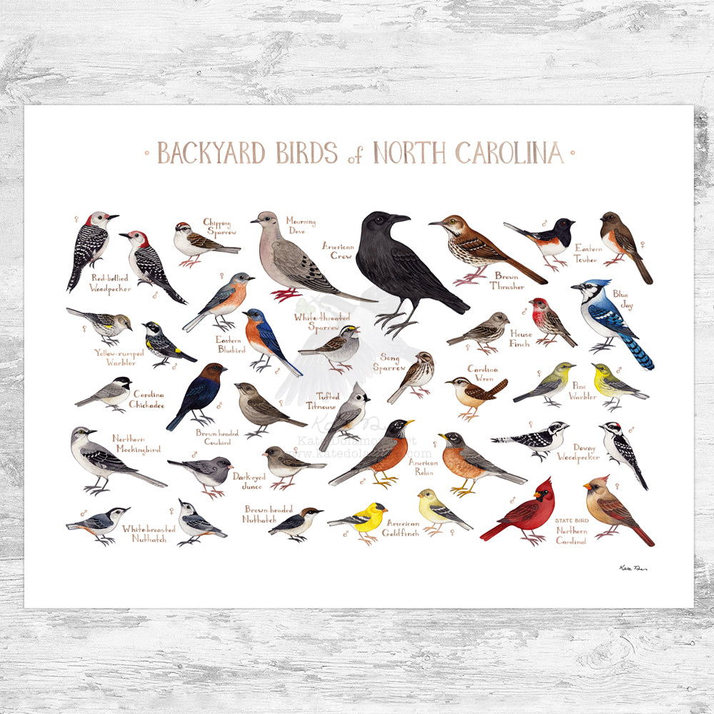 North Carolina Backyard Birds Field Guide Art Print – Kate