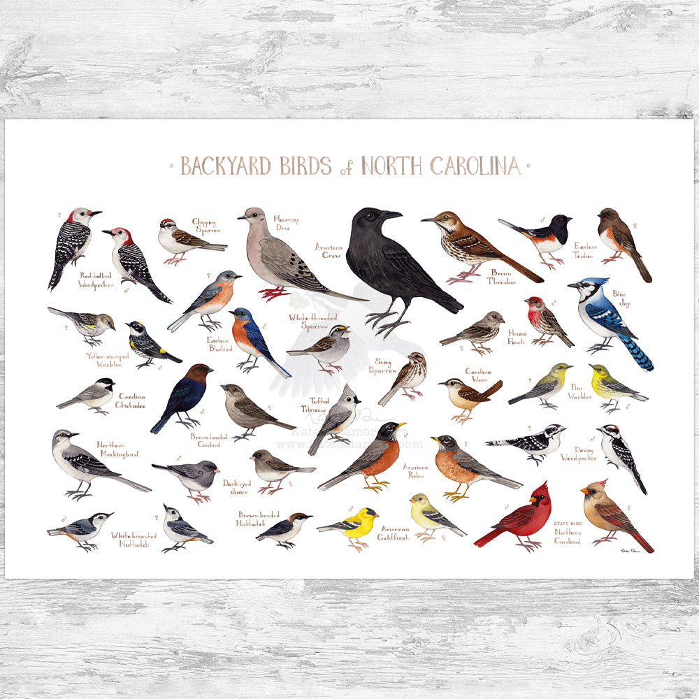 North Carolina Backyard Birds Field Guide Art Print – Kate