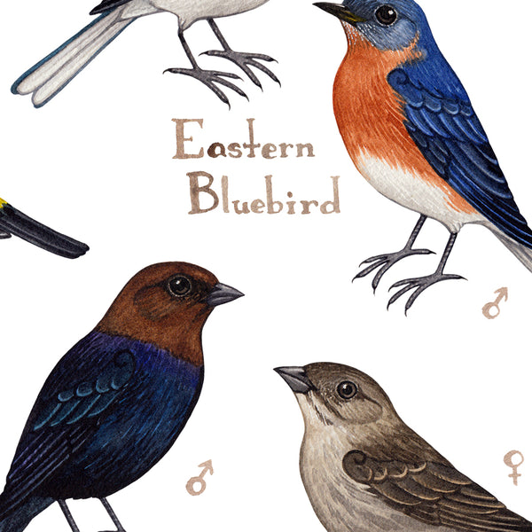North Carolina Backyard Birds Field Guide Art Print