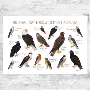 North Carolina Diurnal Raptors Field Guide Art Print