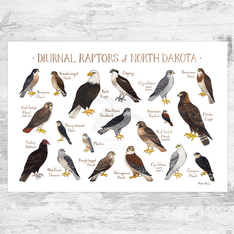 North Dakota Diurnal Raptors Field Guide Art Print
