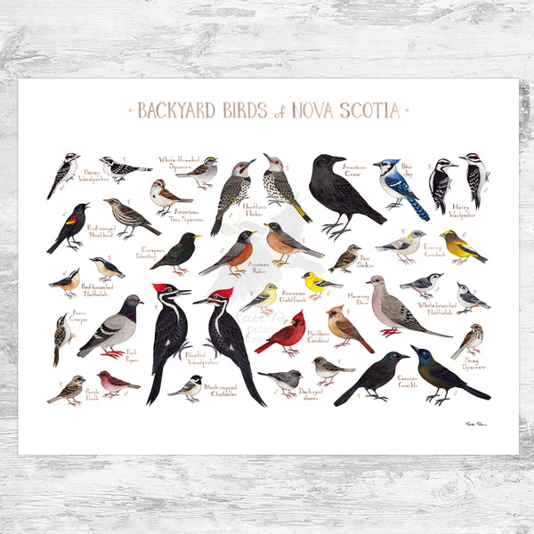 Nova Scotia Backyard Birds Field Guide Art Print