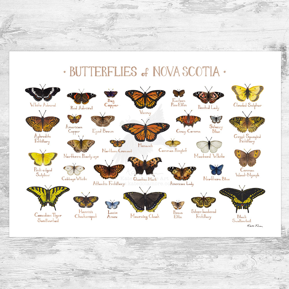 Nova Scotia Butterflies Field Guide Art Print