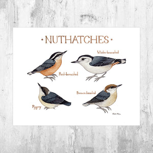 Nuthatches of North America Art Print