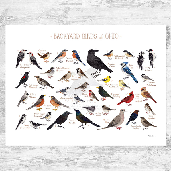 Ohio Backyard Birds Field Guide Art Print