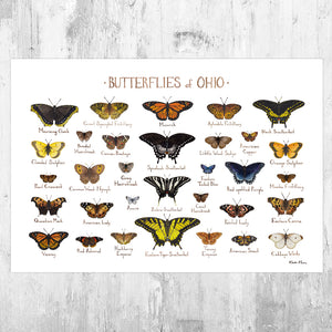 Ohio Butterflies Field Guide Art Print