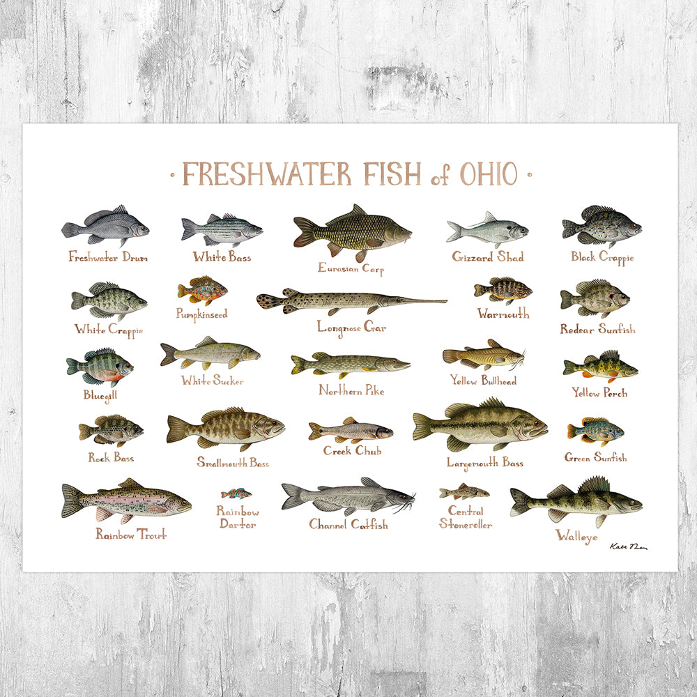 Ohio Freshwater Fish Field Guide Art Print