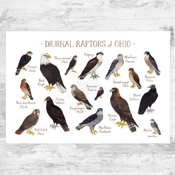 Ohio Diurnal Raptors Field Guide Art Print – Kate Dolamore Art