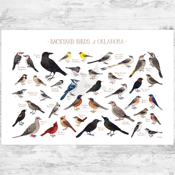 Oklahoma Backyard Birds Field Guide Art Print