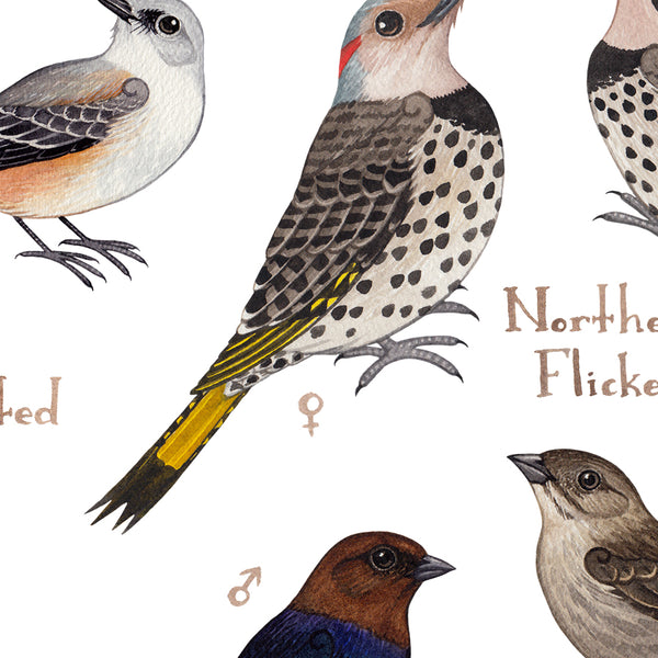 Oklahoma Backyard Birds Field Guide Art Print