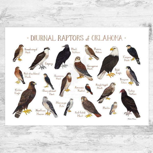 Oklahoma Diurnal Raptors Field Guide Art Print – Kate Dolamore Art