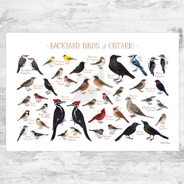 Ontario Backyard Birds Field Guide Art Print