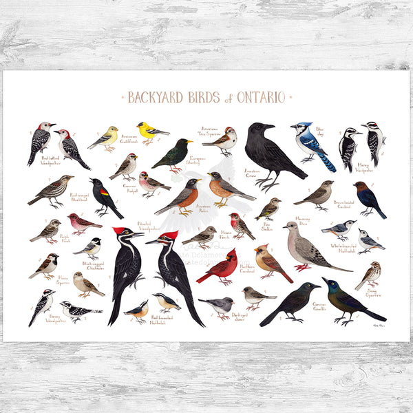 Ontario Backyard Birds Field Guide Art Print
