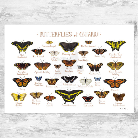 Ontario Butterflies Field Guide Art Print