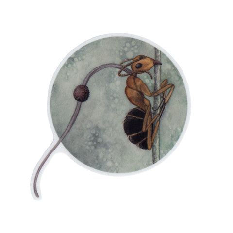 Zombie Ant (Ophiocordyceps unilateralis) Vinyl Sticker