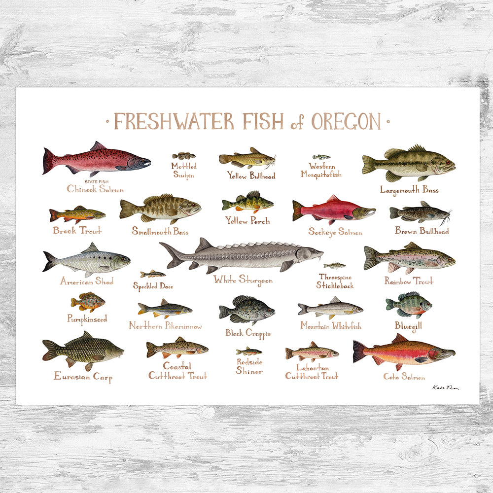 Oregon Freshwater Fish Field Guide Art Print