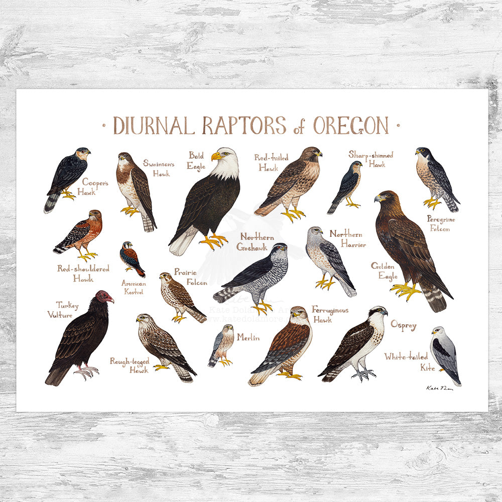 Oregon Diurnal Raptors Field Guide Art Print