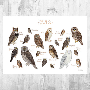 Owls of North America Field Guide Art Print