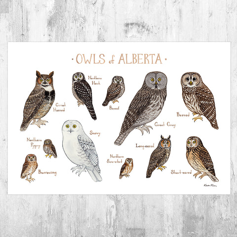 Alberta Owls Field Guide Art Print