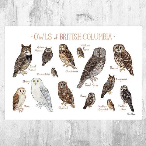 British Columbia Owls Field Guide Art Print