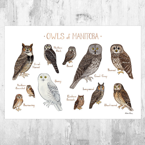 Manitoba Owls Field Guide Art Print