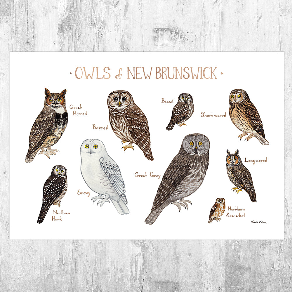 New Brunswick Owls Field Guide Art Print