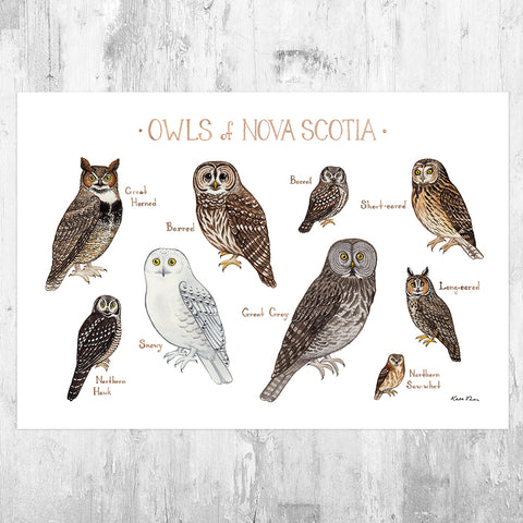 Nova Scotia Owls Field Guide Art Print