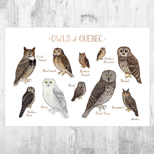 Quebec Owls Field Guide Art Print