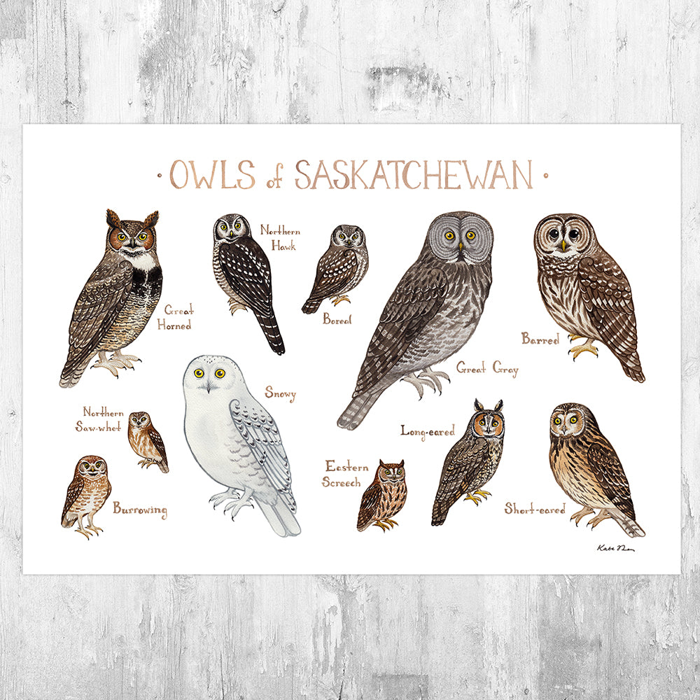 Saskatchewan Owls Field Guide Art Print