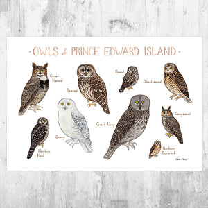 Prince Edward Island Owls Field Guide Art Print