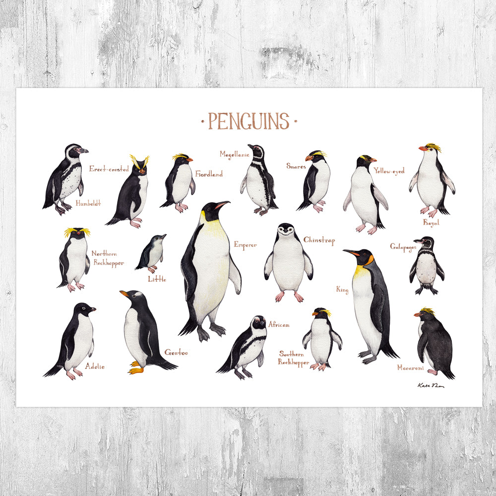 Penguins of the World Field Guide Art Print – Kate Dolamore Art