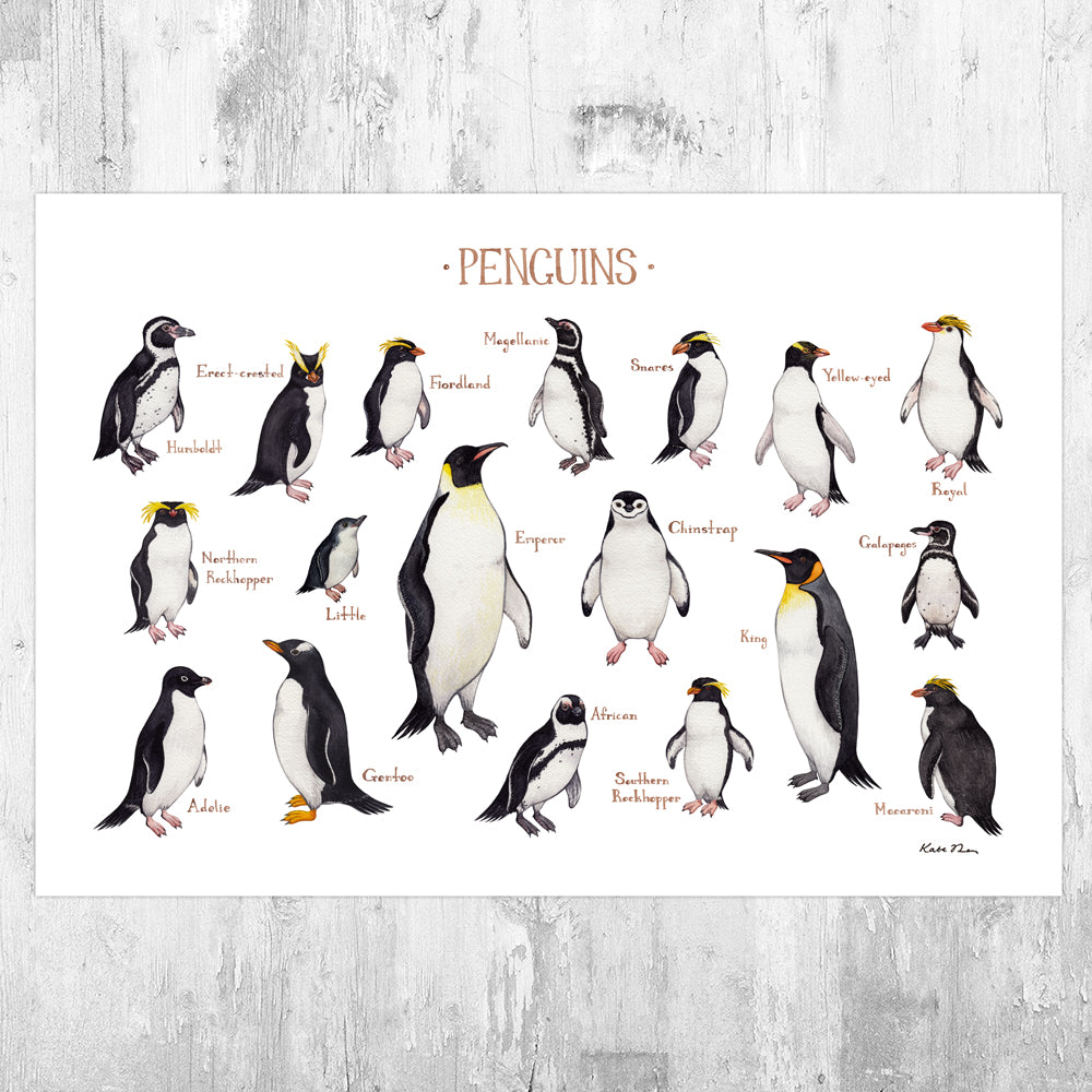 Penguins of the World Field Guide Art Print