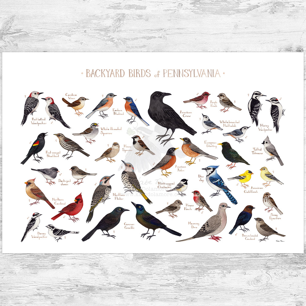 【週末限定SALE】 Birds　Dyynia Pennsylvania Backyard Birds Field Guide Art Print – Kate Dolamore Art