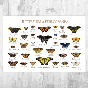 Pennsylvania Butterflies Field Guide Art Print