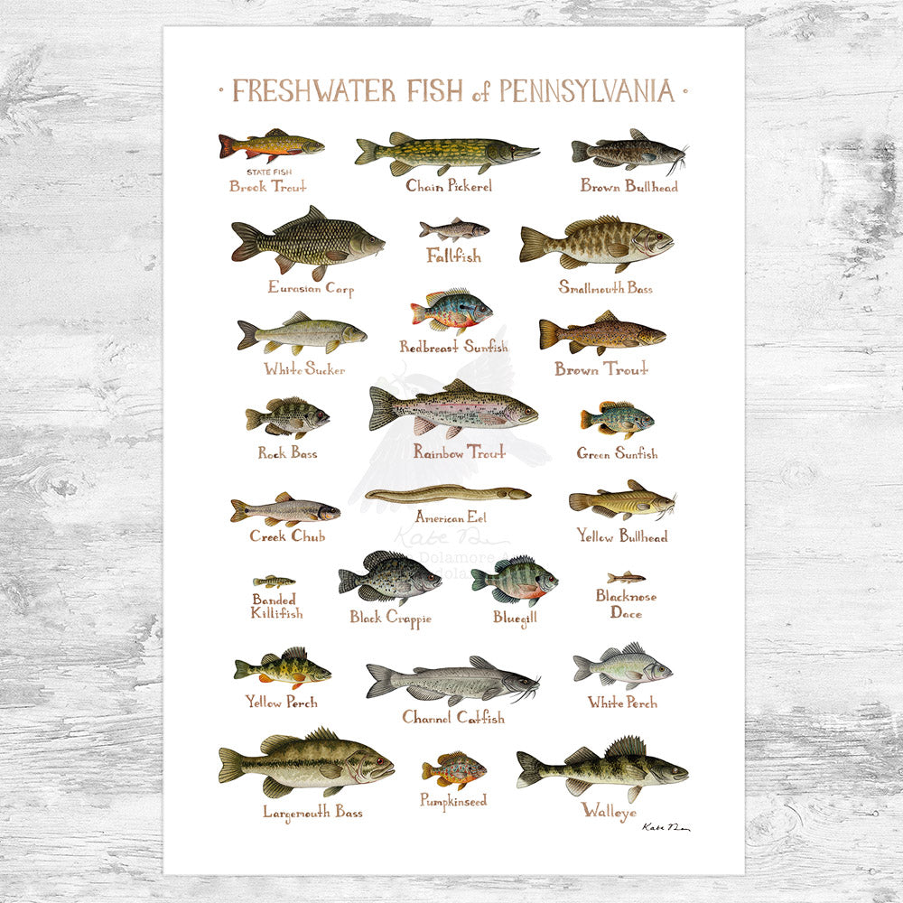 Pennsylvania Freshwater Fish Field Guide Art Print (Vertical/Portrait)