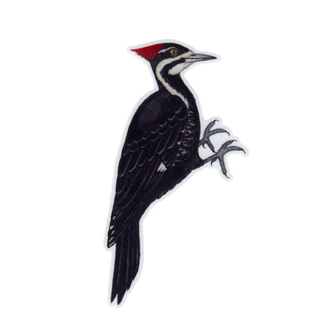 Pileated Woodpecker Vinyl Sticker