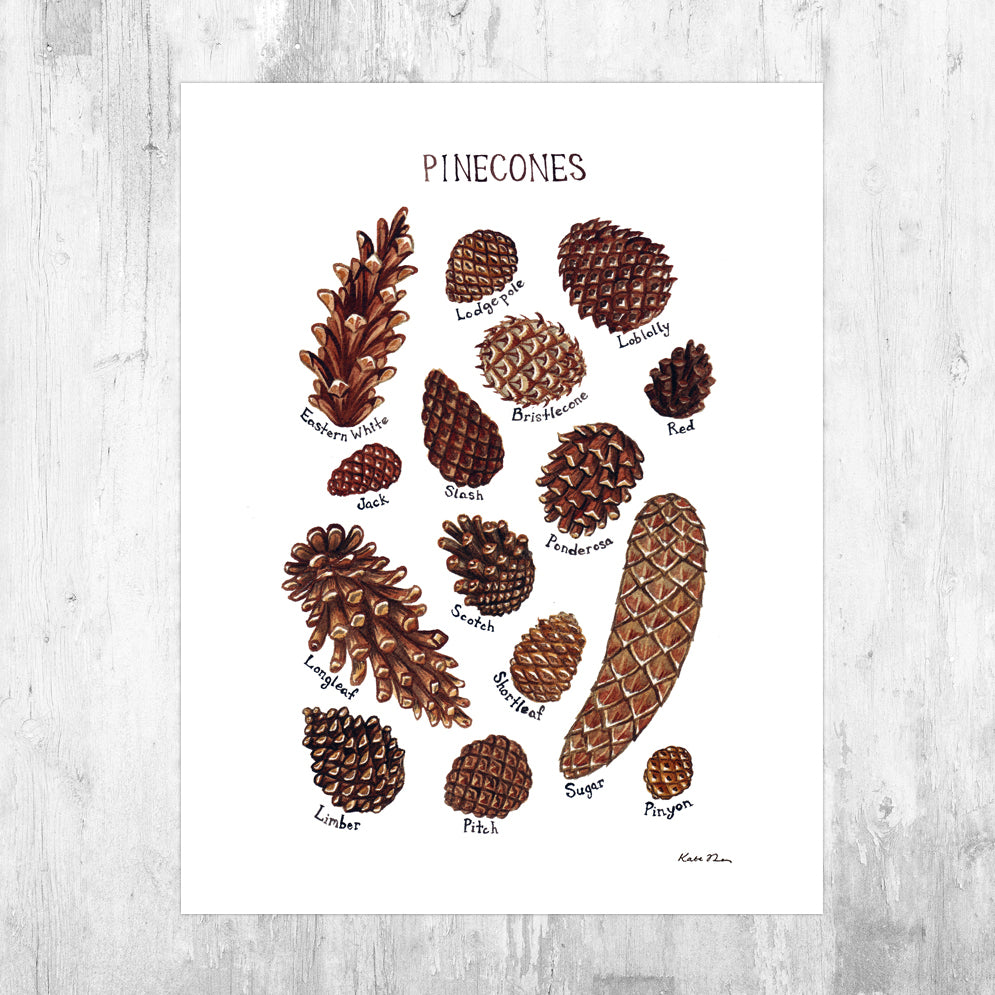 Pine Cones Field Guide Art Print