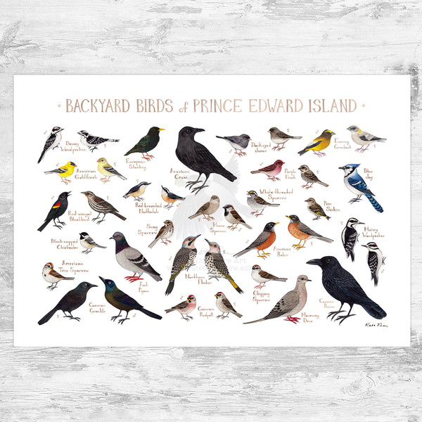 Prince Edward Island Backyard Birds Field Guide Art Print
